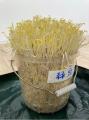 サラダコスモが「楽しく役に立つ食育」を本格推進 サラダコスモが「楽しく役に立つ食育」を本格推進