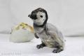 コウテイペンギンのこども「よよちゃん」が、1歳を迎 コウテイペンギンのこども「よよちゃん」が、1歳を迎