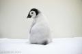 コウテイペンギンのこども「よよちゃん」が、1歳を迎 コウテイペンギンのこども「よよちゃん」が、1歳を迎