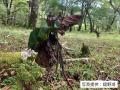 昆虫観察会「トラップ大作戦」参加者募集【長野県烏川 昆虫観察会「トラップ大作戦」参加者募集【長野県烏川