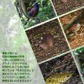 寄付して泊まる、賢い旅のスタイル。奄美市内の宿をお 寄付して泊まる、賢い旅のスタイル。奄美市内の宿をお