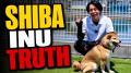 【登録者30,000人突破】東京DOGSの海外向けYouTube「D 【登録者30,000人突破】東京DOGSの海外向けYouTube「D