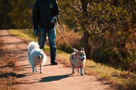 犬の多頭飼い|97.50%が「して良かった」と回答、飼 犬の多頭飼い|97.50%が「して良かった」と回答、飼
