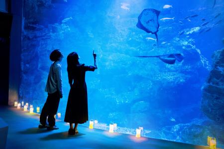 【京都水族館】シルバーウィークの5日間限定!夏utf-8 【京都水族館】シルバーウィークの5日間限定!夏utf-8