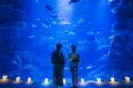 【京都水族館】シルバーウィークの5日間限定!夏utf-8 【京都水族館】シルバーウィークの5日間限定!夏utf-8