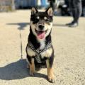 累計来場者7万人。愛犬と楽しむドッグイベント「ワン 累計来場者7万人。愛犬と楽しむドッグイベント「ワン