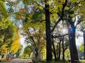 紅葉に彩られる秋の芝公園を、人力車でめぐる 歴史・ 紅葉に彩られる秋の芝公園を、人力車でめぐる 歴史・