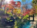 紅葉に彩られる秋の芝公園を、人力車でめぐる 歴史・ 紅葉に彩られる秋の芝公園を、人力車でめぐる 歴史・