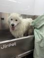 ≪東日本初≫函館に中・大型犬専門トリミングサロutf-8 ≪東日本初≫函館に中・大型犬専門トリミングサロutf-8