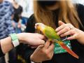 小鳥と小動物の総合イベント「とりっぷ&ぴーずin浅草 小鳥と小動物の総合イベント「とりっぷ&ぴーずin浅草