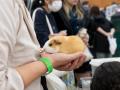 小鳥と小動物の総合イベント「とりっぷ&ぴーずin浅草 小鳥と小動物の総合イベント「とりっぷ&ぴーずin浅草