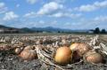 【北海道富良野市】秋の富良野をスマホで発見!写真投 【北海道富良野市】秋の富良野をスマホで発見!写真投