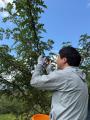 宮崎県・熊本県で産地を作り上げる、山椒の「産地形成 宮崎県・熊本県で産地を作り上げる、山椒の「産地形成
