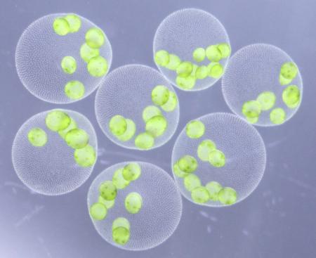 巨大な緑の球体の新種「ヒスイボルボックス」をutf-8 巨大な緑の球体の新種「ヒスイボルボックス」をutf-8