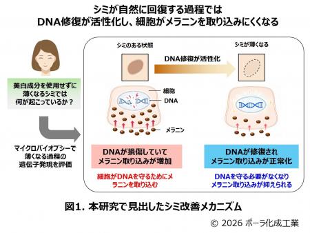 ポーラ化成工業、世界的に権威ある化粧品技術者学会に ポーラ化成工業、世界的に権威ある化粧品技術者学会に