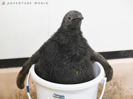 まるでキウイフルーツ?!この夏に誕生したオウサマペ まるでキウイフルーツ?!この夏に誕生したオウサマペ