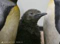 まるでキウイフルーツ?!この夏に誕生したオウサマペ まるでキウイフルーツ?!この夏に誕生したオウサマペ