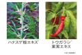 リップケアブランド「CHOOSY(チューシー)」より、ま リップケアブランド「CHOOSY(チューシー)」より、ま