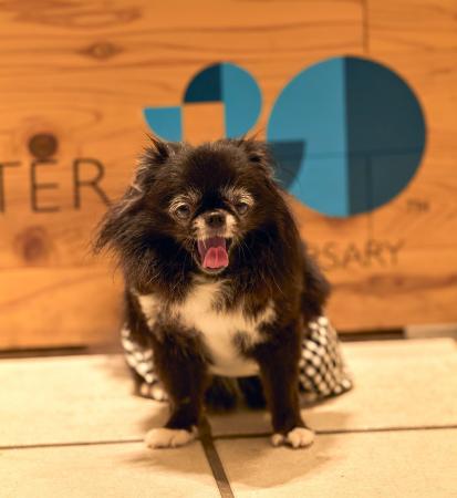 横浜ベイクォーター 第20代マスコット犬を発表 狆チ 横浜ベイクォーター 第20代マスコット犬を発表 狆チ