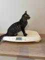 【仙台】全国的にも珍しい保護猫カフェ×ペット専門学 【仙台】全国的にも珍しい保護猫カフェ×ペット専門学