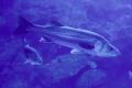 【京都水族館】海水魚の「スズキ」が主役の初企utf-8 【京都水族館】海水魚の「スズキ」が主役の初企utf-8