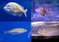 【京都水族館】海水魚の「スズキ」が主役の初企utf-8 【京都水族館】海水魚の「スズキ」が主役の初企utf-8