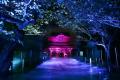 紅葉の鎌倉・建長寺で「VIE presents ZEN NIGHT 鎌倉 紅葉の鎌倉・建長寺で「VIE presents ZEN NIGHT 鎌倉