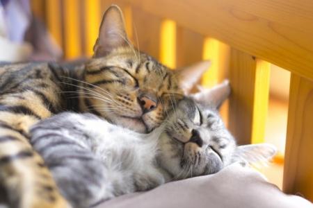 日常のキャットフード購入が保護猫の支援に。「Dr.IDE 日常のキャットフード購入が保護猫の支援に。「Dr.IDE