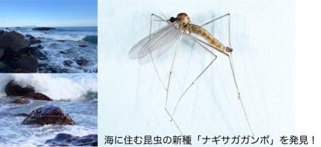 海辺は、まだ知らない昆虫の宝箱!伊豆の磯からutf-8 海辺は、まだ知らない昆虫の宝箱!伊豆の磯からutf-8