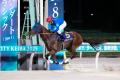 3歳ダート三冠競走最終戦 ジャパンダートクラシック( 3歳ダート三冠競走最終戦 ジャパンダートクラシック(