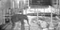暗視スコープで夜の動物園を巡るツアー!立入禁止エリ 暗視スコープで夜の動物園を巡るツアー!立入禁止エリ
