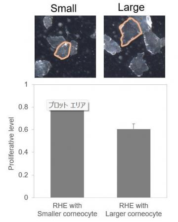 加齢により肥大化する角層は、肌細胞の増殖を妨げる 加齢により肥大化する角層は、肌細胞の増殖を妨げる