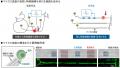 細胞で”痛みの入口”を再現 ~痛みを感知する神経utf-8 細胞で”痛みの入口”を再現 ~痛みを感知する神経utf-8