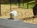 【愛犬と泊まれる古民家リトリート 赤城山 - 懐utf-8 【愛犬と泊まれる古民家リトリート 赤城山 - 懐utf-8