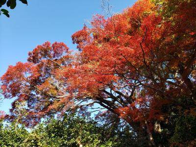 通常非公開・京都「霊鑑寺」秋の特別拝観 ~庭の緑と 通常非公開・京都「霊鑑寺」秋の特別拝観 ~庭の緑と