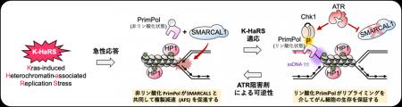 KRAS変異がんの発生と多様化につながるDNA複製スutf-8 KRAS変異がんの発生と多様化につながるDNA複製スutf-8