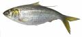 【神戸コロッケ】お魚コロッケ第二弾 「江戸前のutf-8 【神戸コロッケ】お魚コロッケ第二弾 「江戸前のutf-8