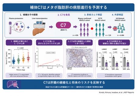 血液中の「C7」でメタボ由来の脂肪肝の進行リスutf-8 血液中の「C7」でメタボ由来の脂肪肝の進行リスutf-8