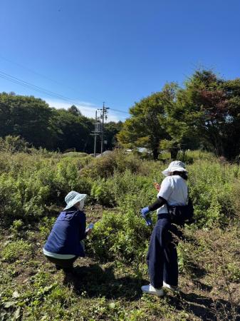 5月に植えたよもぎ畑を歩き、種を収穫。鍼灸師や鍼灸 5月に植えたよもぎ畑を歩き、種を収穫。鍼灸師や鍼灸
