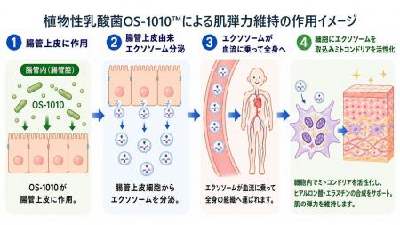 「植物性乳酸菌OS-1010(TM)」が機能性表示食品として 「植物性乳酸菌OS-1010(TM)」が機能性表示食品として