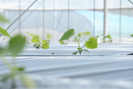 AGRIST×welzo キュウリ栽培の「再現性の高い自動化モ AGRIST×welzo キュウリ栽培の「再現性の高い自動化モ