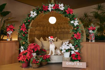 【OMO】冬も愛犬と快適にホテル滞在を楽しむ!クリス 【OMO】冬も愛犬と快適にホテル滞在を楽しむ!クリス