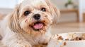 愛する犬や猫の食器、「ぬめり」の正体とは? 口臭と 愛する犬や猫の食器、「ぬめり」の正体とは? 口臭と