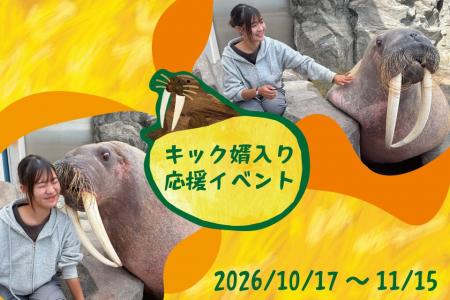【南知多ビーチランド】セイウチ「キック」の門出を祝 【南知多ビーチランド】セイウチ「キック」の門出を祝