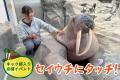 【南知多ビーチランド】セイウチ「キック」の門出を祝 【南知多ビーチランド】セイウチ「キック」の門出を祝