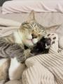 猫の名脇役である『猫壱』が選ぶ「日本一、福を招きそ 猫の名脇役である『猫壱』が選ぶ「日本一、福を招きそ