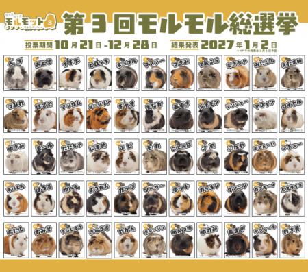 人気No.1のモルモットはどの子? 足立区生物園が「第 人気No.1のモルモットはどの子? 足立区生物園が「第