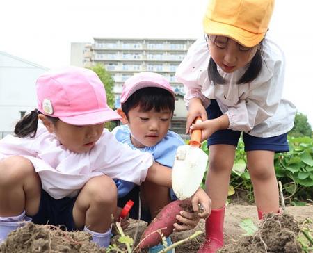 高槻市で園児が元気いっぱいサツマイモ掘り体験を楽し 高槻市で園児が元気いっぱいサツマイモ掘り体験を楽し