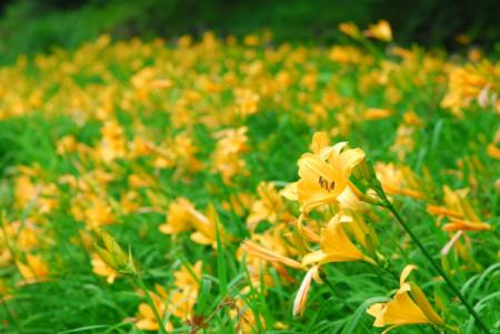 六甲高山植物園 明るい夏色の花！約1,000株の「utf-8