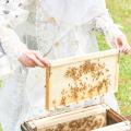 HACCI BEE FARM『ミツバチの楽園』老舗養蜂園をルーツ